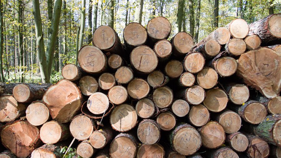Lesy ČR poslaly státu 3,81 miliardy korun